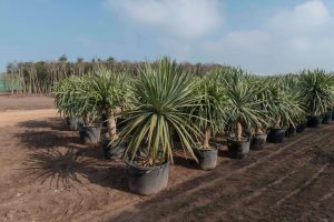Pôle urbain de Mazagan : Lancement d’une pépinière horticole d’élevage