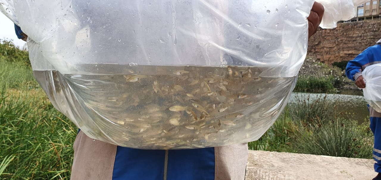 Des poissons pour lutter contre les vecteurs de maladies et les nuisances