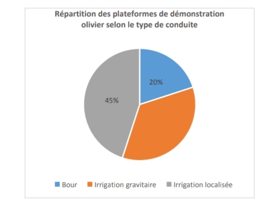 Al Moutmir : augmentation du rendement de l'olivier à l’hectare de 34% pour la campagne 2019/2020 2 al moutmir